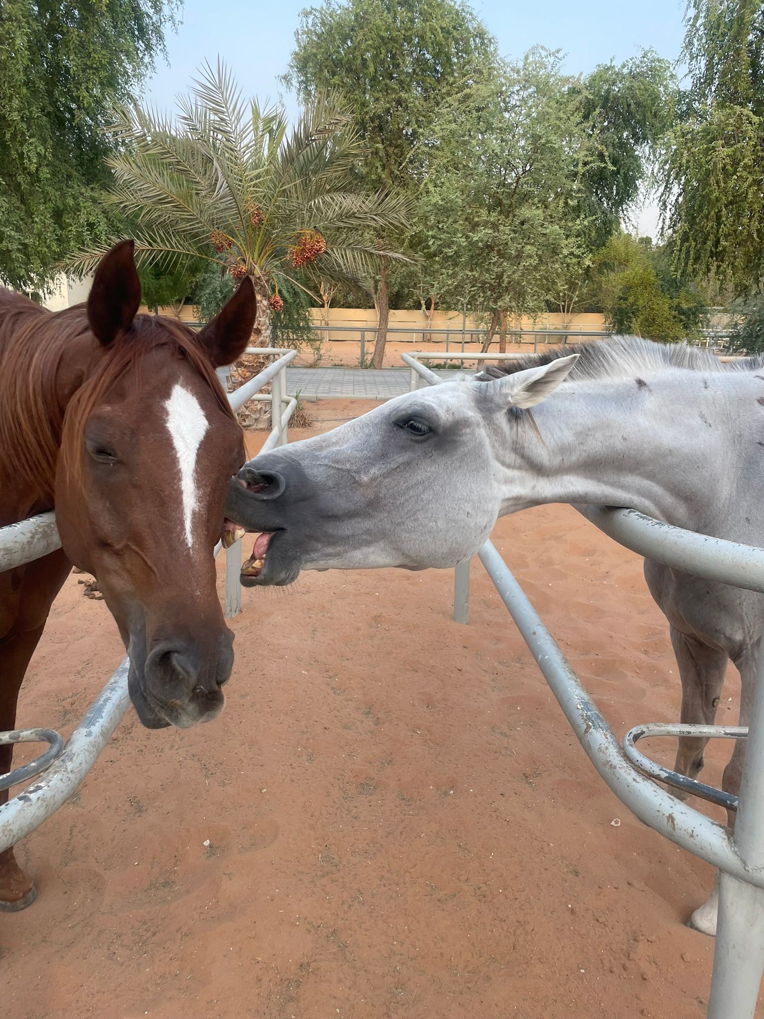  Dubai Desert Horse at Desertsteeds