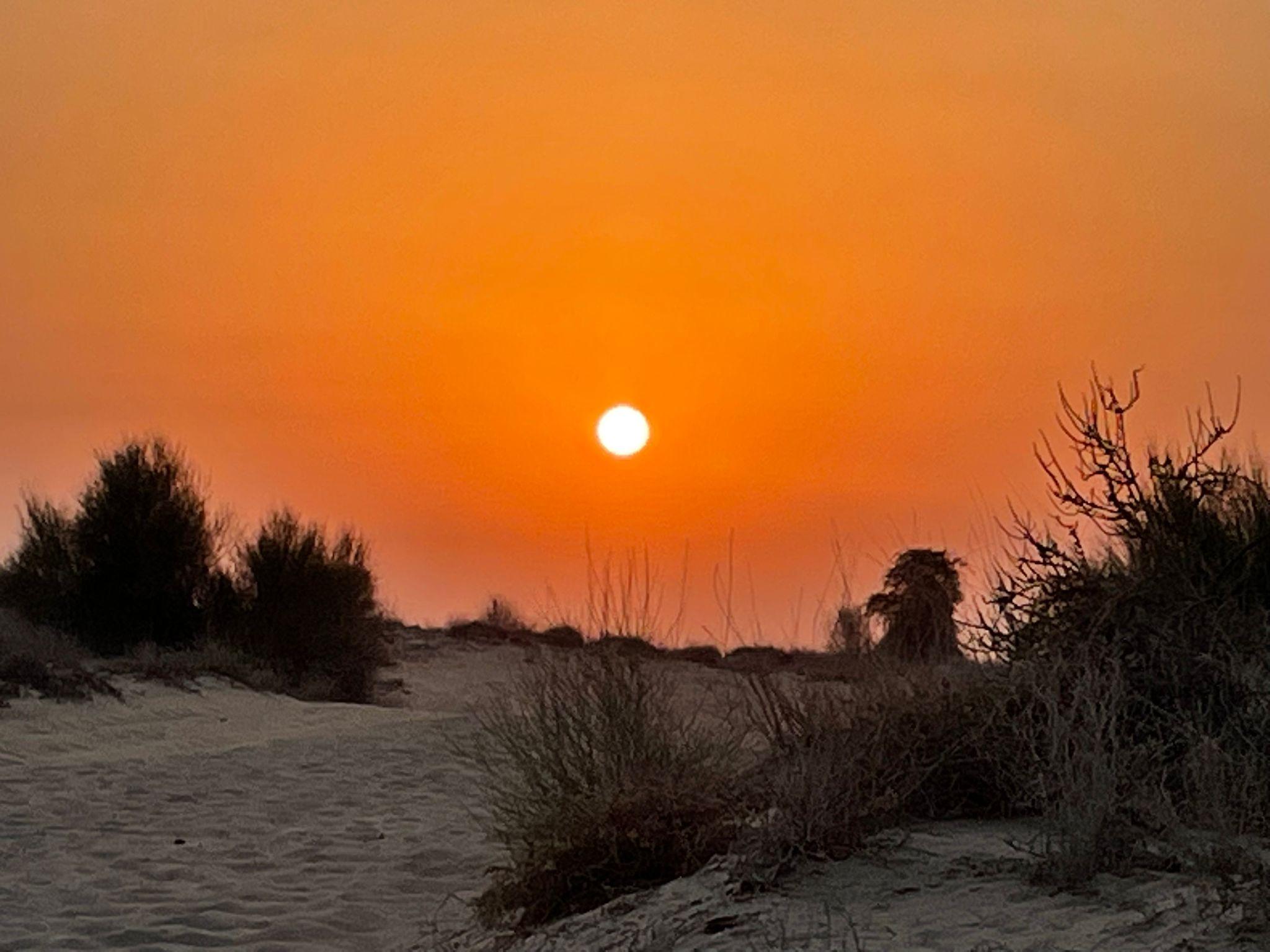  Dubai Desert Al Marmoom Desert Reserve 3